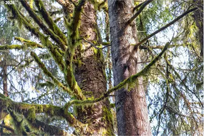 0 S Hwy 42, Coquille, OR 97423 - Photo 11