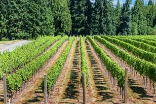 1510 S 39th Pl, Ridgefield, WA 98642 - Photo 9