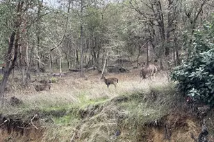 2263 Canyonville-Riddle Rd, Riddle, OR 97469 - Photo 29