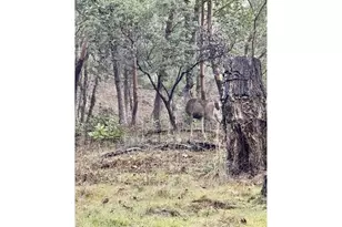 2263 Canyonville-Riddle Rd, Riddle, OR 97469 - Photo 35