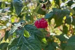 32215 NW Eagle Crest Dr, Ridgefield, WA 98642 - Photo 33