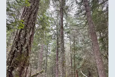 75325 Mosby Creek Rd, Cottage Grove, OR 97424 - Photo 45