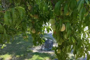 98493 N Bank Chetco River Rd, Brookings, OR 97415 - Photo 33