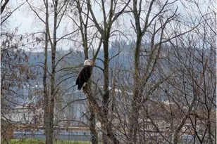 2072 S River Rd, Kelso, WA 98626 - Photo 21