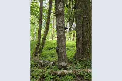 161 Cannavina Pvt Rd #4, Carson, WA 98610 - Photo 15