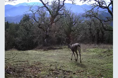 1263 Yokum Rd, Riddle, OR 97469 - Photo 11