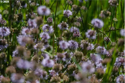 0 Duck Club Ct, Scappoose, OR 97056 - Photo 33