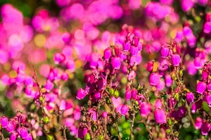 350 Hill Ct, Yachats, OR 97498 - Photo 37