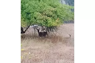 826 SW Cherry St, Willamina, OR 97396 - Photo 23