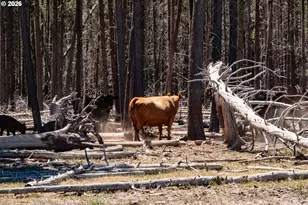 1950 Silver Lake Rd, Chiloquin, OR 97624 - Photo 17