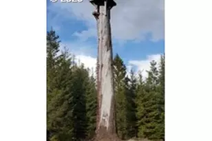 267 Usfs 86 Rd, Trout Lake, WA 98650 - Photo 23