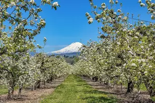 3316 Thomsen Rd, Hood River, OR 97031 - Photo 5
