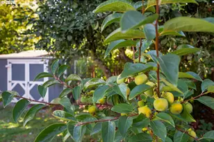 10016 N Polk Ave, Portland, OR 97203 - Photo 29