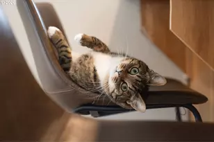 8330 SW Norfolk Ln, Portland, OR 97224 - Photo 33