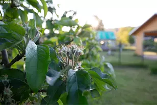 205 Fair Oaks Rd, Oakland, OR 97462 - Photo 37