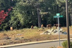 1236 Lighthouse Ln, Brookings, OR 97415 - Photo 43