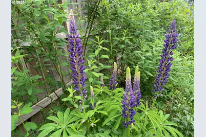 6675 NE Birch St, Hillsboro, OR 97124 - Photo 31