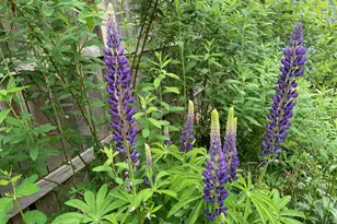 6675 Northeast Birch Street, Hillsboro, OR 97124 - Photo 31