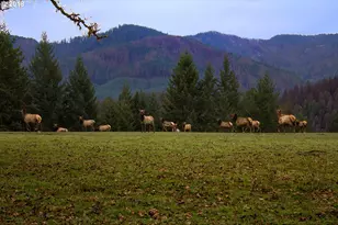 1111 Illahee Rd, Idleyld Park, OR 97447 - Photo 3