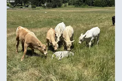 39465 Little Fall Creek Rd, Fall Creek, OR 97438 - Photo 41