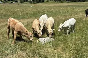 39465 Little Fall Creek Rd, Fall Creek, OR 97438 - Photo 41