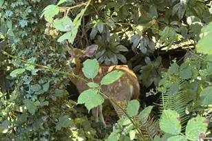 93924 Kirkendall Ln, North Bend, OR 97459 - Photo 37