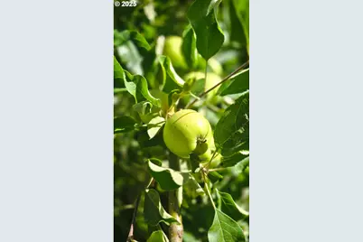 14603 Highway 36, Deadwood, OR 97430 - Photo 11