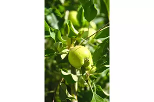 14603 Hwy 36, Deadwood, OR 97430 - Photo 11