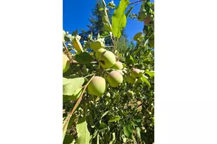 14603 Hwy 36, Deadwood, OR 97430 - Photo 13