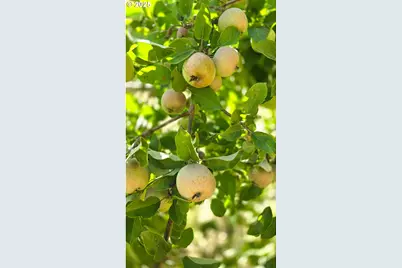 14603 Highway 36, Deadwood, OR 97430 - Photo 9