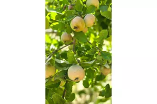 14603 Hwy 36, Deadwood, OR 97430 - Photo 9