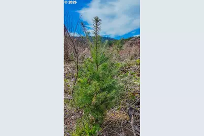 21542 Highway 126 #1, Noti, OR 97461 - Photo 21