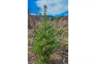 21542 Hwy 126, Noti, OR 97461 - Photo 21