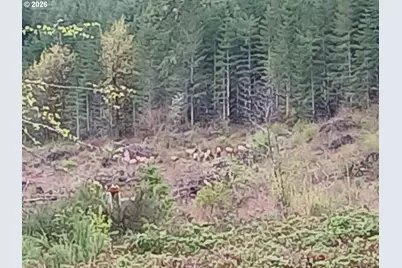 21542 Highway 126, Noti, OR 97461 - Photo 13