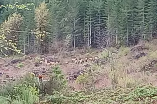 21542 Hwy 126, Noti, OR 97461 - Photo 13