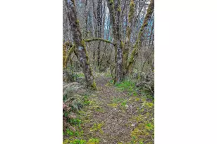 21542 Hwy 126, Noti, OR 97461 - Photo 9