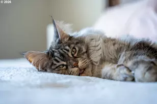 1740 N 23rd St, Washougal, WA 98671 - Photo 11