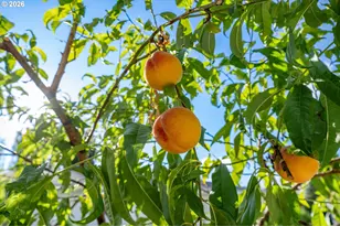 3351 NW Grass Valley Dr, Camas, WA 98607 - Photo 41