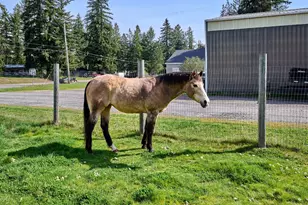 40299 Gates School Rd, Gates, OR 97346 - Photo 29
