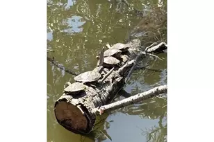 0 Rice Creek Rd, Winston, OR 97496 - Photo 43