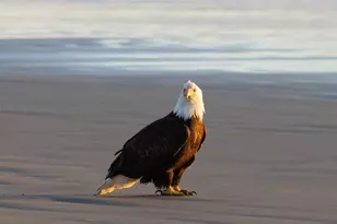 511 1st St, Manzanita, OR 97130 - Photo 23