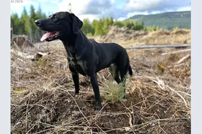 Camp Creek Rd, Springfield, OR 97478 - Photo 27