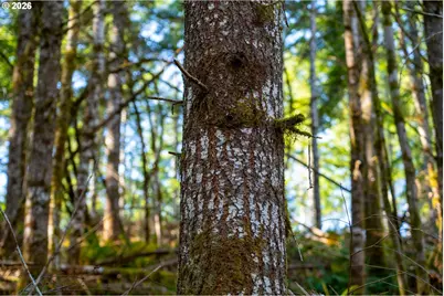 Camp Creek Rd, Springfield, OR 97478 - Photo 41