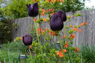 14085 SW Linda Ln, Beaverton, OR 97006 - Photo 43