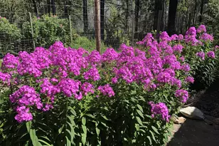 49400 Eagle Rock Pl, Vida, OR 97488 - Photo 31