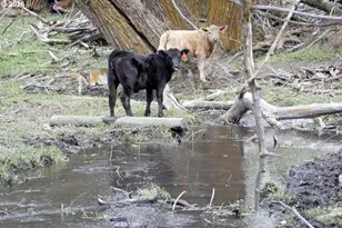 37799 Alder Cr Rd, Baker City, OR 97814 - Photo 45