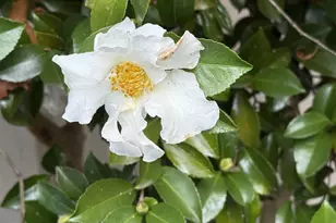 8196 SW Shenandoah Way, Tualatin, OR 97062 - Photo 19