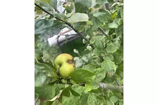 2478 Marion St, North Bend, OR 97459 - Photo 43