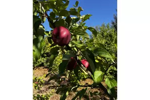 97040 Henderson, Brookings, OR 97415 - Photo 25