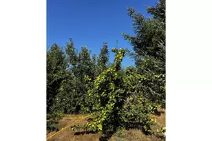 97040 Henderson, Brookings, OR 97415 - Photo 23